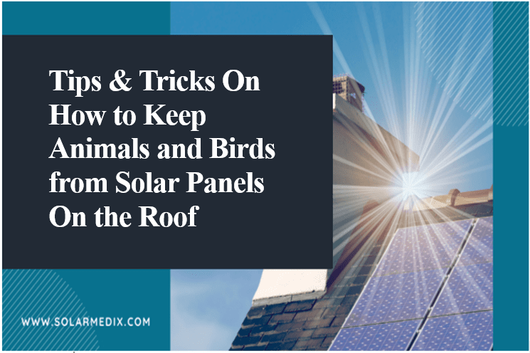 Keep Animals and Birds from Solar Panels On The Roof